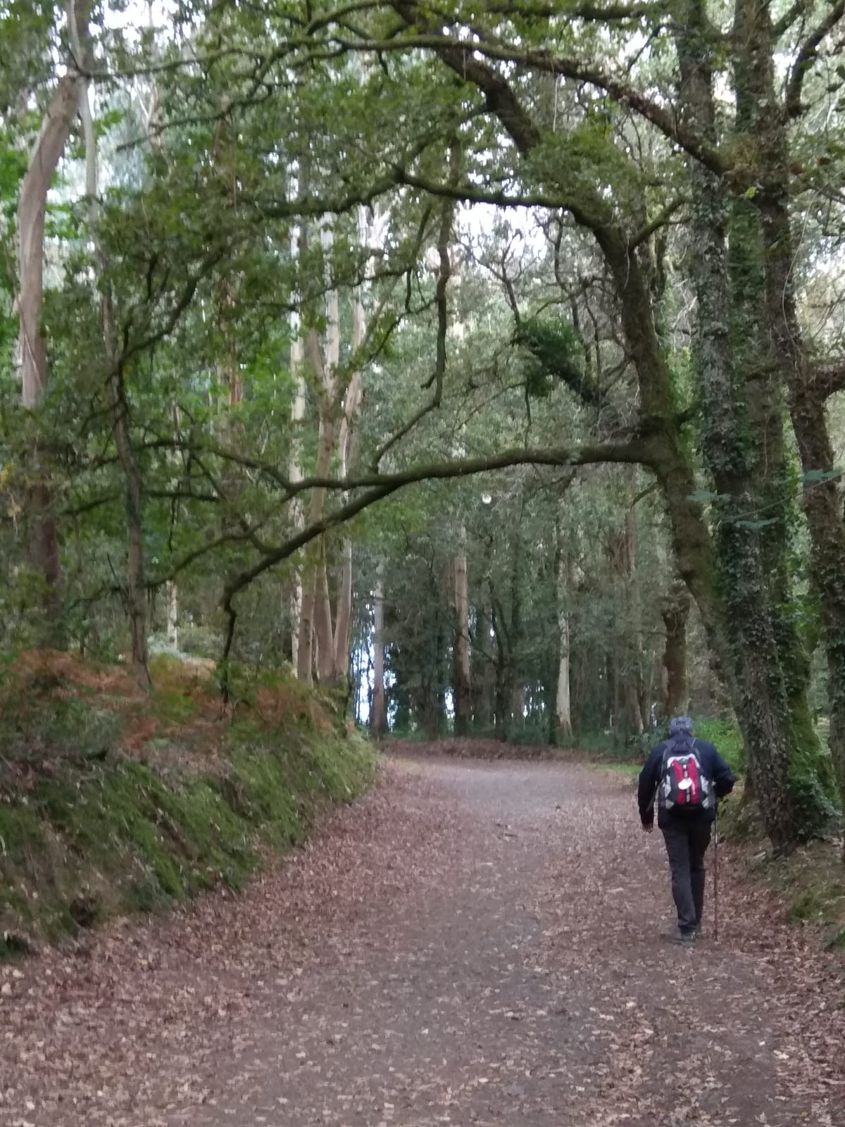 Día 8 : Arzúa - Salceda (11.3 km ~ 3 horas)