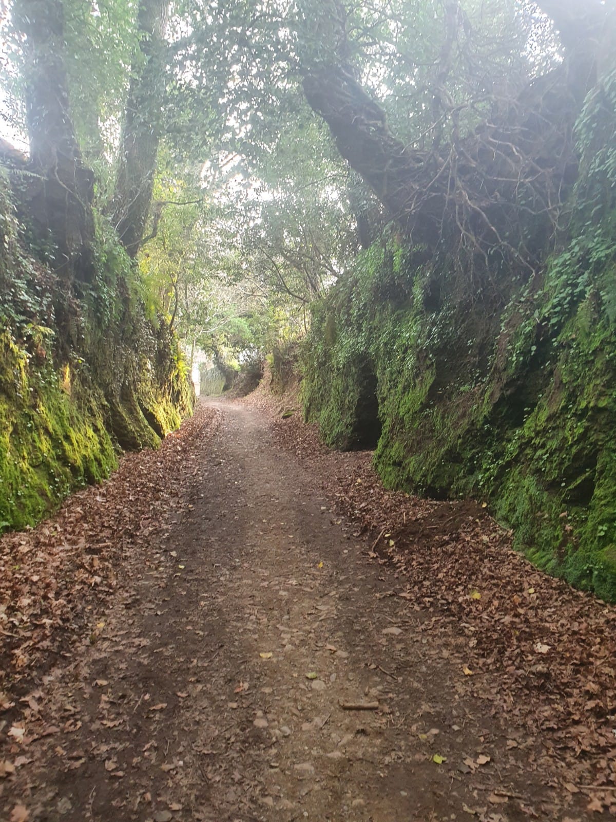 Day 16 : Arzúa - O Pedrouzo  (19.3 km  ~ 4 hours)