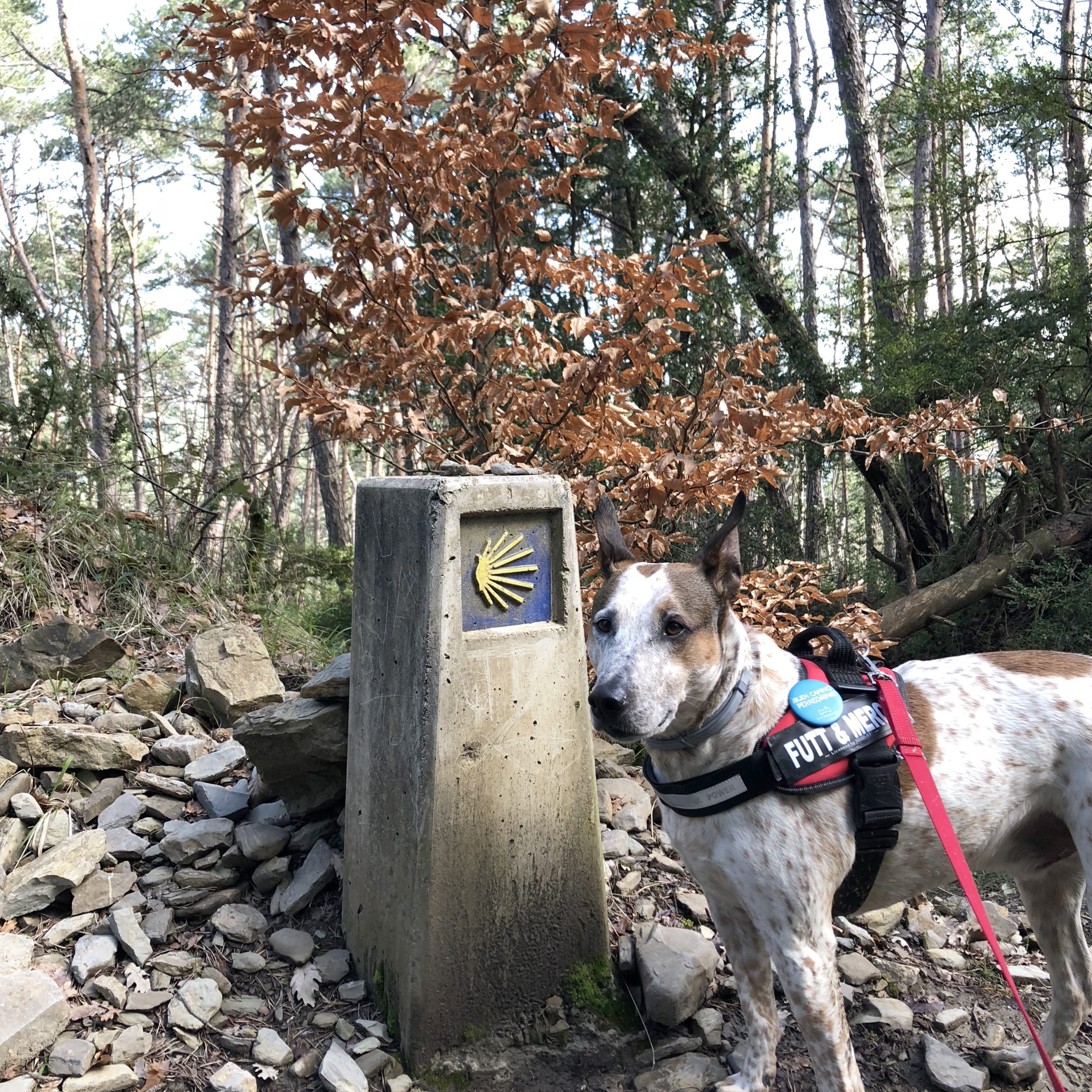 Day 5 : Melide - Arzúa (14.1 km ~ 3 hours)