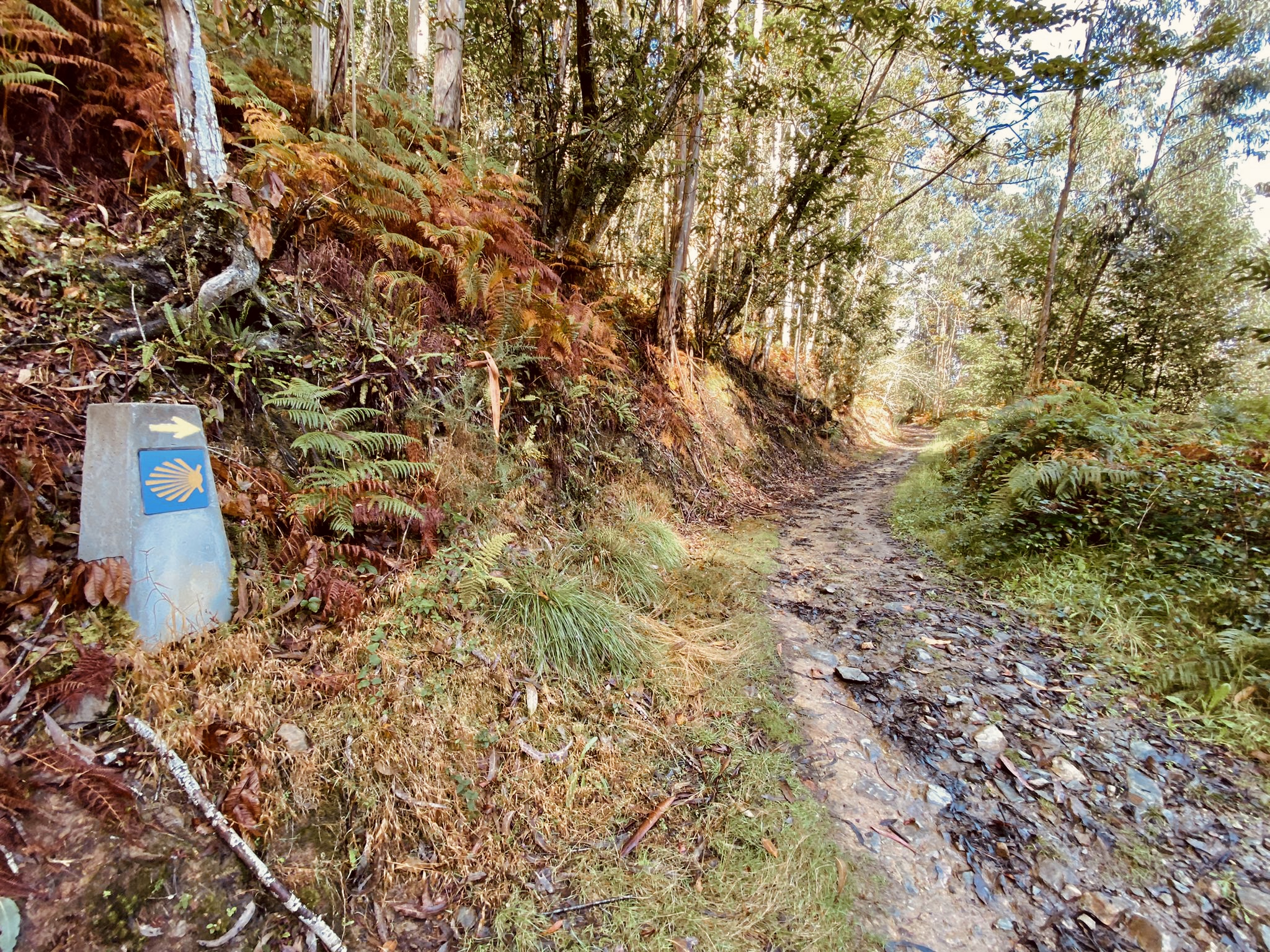 camino santiago otoño